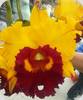 Blc. Liu's Joyance Panther